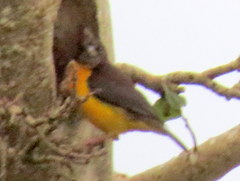 Ploceus bicolor stictifrons