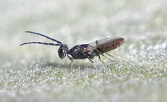 Calosotinae