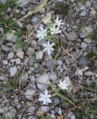 Ornithogalum comosum