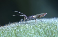 Calosotinae