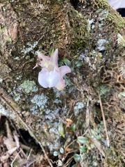 Dendrobium sanseiense