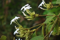Jasminum coarctatum