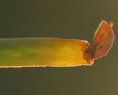 Ornithogalum comosum