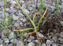Ornithogalum comosum