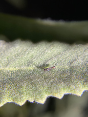 Calosotinae