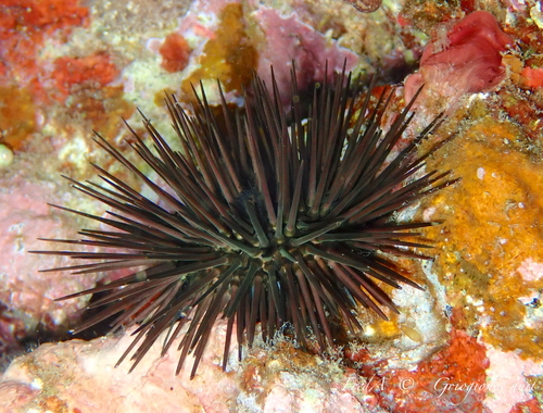 Photo of Black sea urchin (Arbacia lixula)
