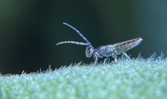 Calosotinae