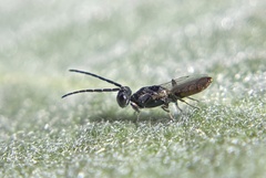 Calosotinae