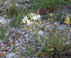 Ornithogalum comosum