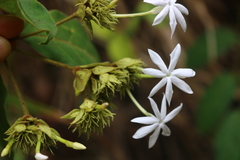 Jasminum coarctatum