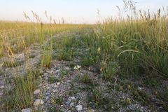 Ornithogalum comosum