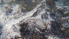 Trinectes maculatus