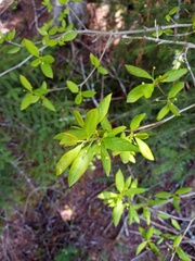 Ilex mucronata image