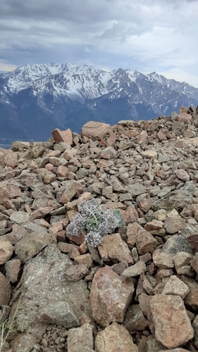 Image of Smelowskia borealis by (c) lauralaska66, some rights reserved (CC BY)