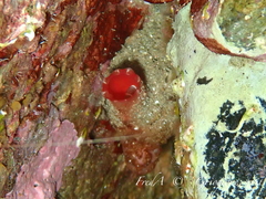 Microcosmus polymorphus