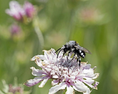 Melecta curvispina