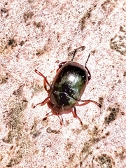 Sphaerites glabratus