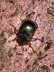 Sphaerites glabratus