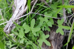 Azorelloideae