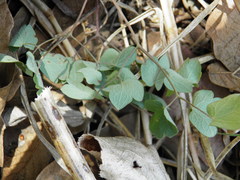 Thalictrum hernandezii