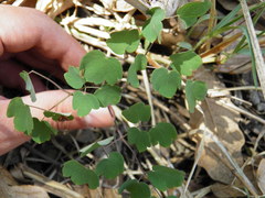 Thalictrum hernandezii