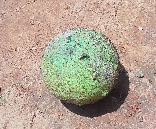 African breadfruit