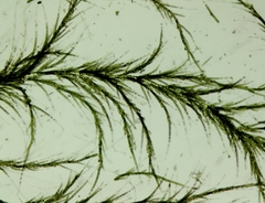 Draparnaldia mutabilis