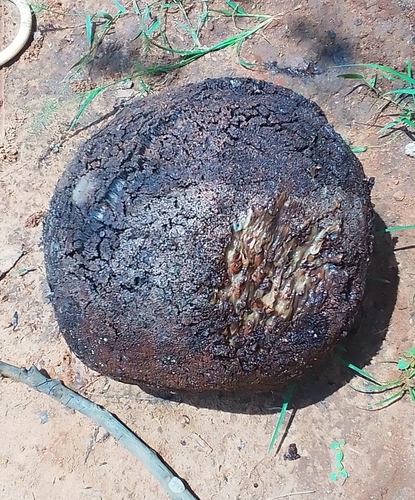 Treculia africana, photograph 6