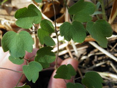 Thalictrum hernandezii