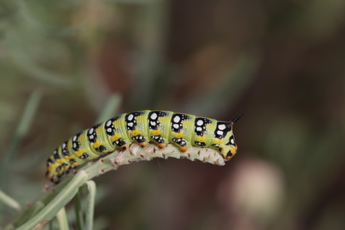 Hyles euphorbiae