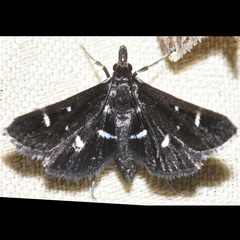 Diasemiodes nigralis