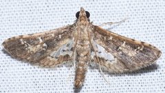 Crocidocnemis pellucidalis