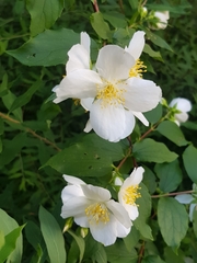 Philadelphus coronarius