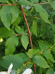 Philadelphus coronarius