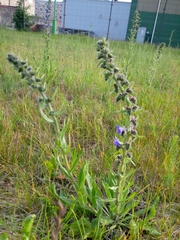 Echium vulgare