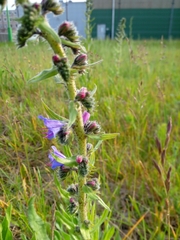 Echium vulgare