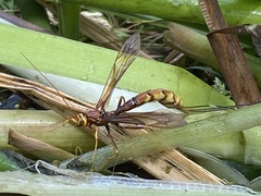 Megarhyssa macrurus icterosticta