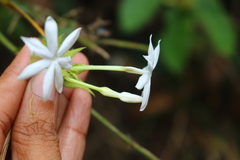 Jasminum coarctatum