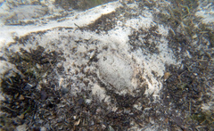 Trinectes maculatus