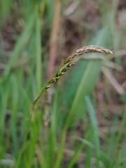 Carex pediformis