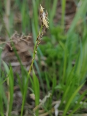 Carex pediformis