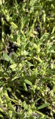 Sesuvium maritimum