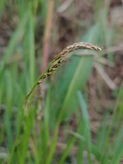 Carex pediformis
