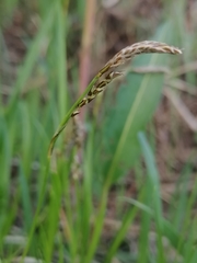 Carex pediformis