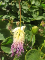 Capparis orientalis