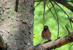 Fringilla coelebs
