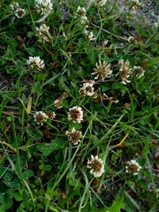 Trifolium repens