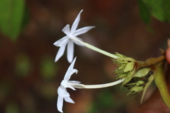 Jasminum coarctatum