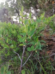 Cotoneaster uniflorus