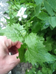 Alliaria petiolata